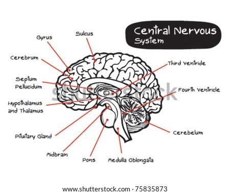 Central Nervous System Stock Vector Illustration 75835873 : Shutterstock