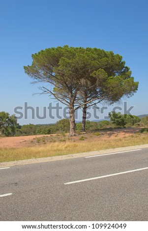 The asphalt road and alone pine tree. The typical Mediterranean landscape. (Provence, France)