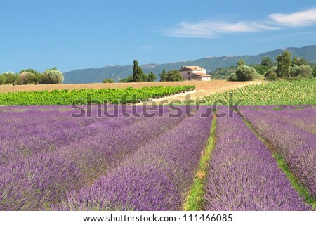 View of the countryside with lavender field (Provence, France)