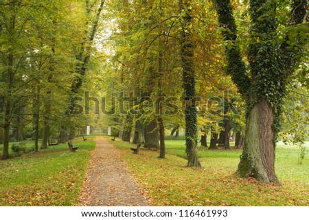 Autumn park, path lined with benches, fallen leaves.
