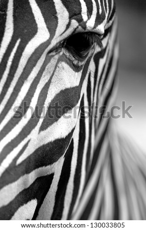Monochromatic image of a the face of a Grevy\'s zebra close up. Vertically.