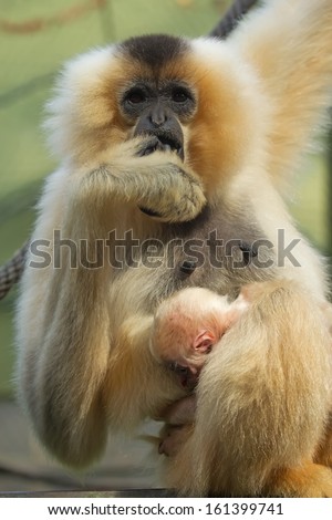 Wow! I have a baby! Unique shot of the Lar Gibbon (Hylobates lar) with animal baby.