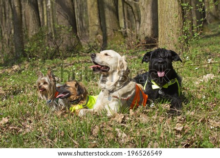 Group of dogs are lying in the woods.  All the dogs have protruding tongue. Big Black Schnauzer Dog, Yorkshire Terrier, Golden Retriever and a Hybrid Dog.