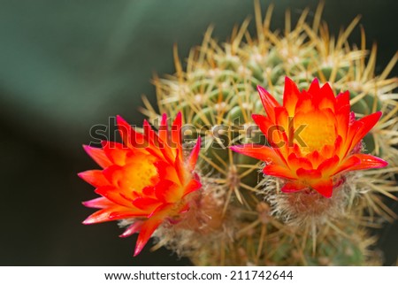 A pair of orange cactus flowers. Picture taken outside.