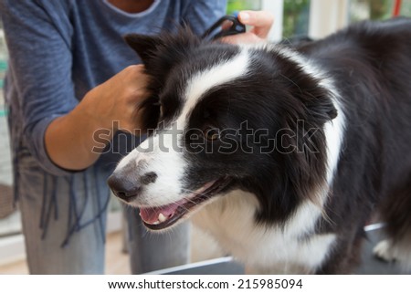 Grooming of Border Collie with grooming tools.