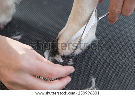 Grooming Golden Retriever dog. Closeup of trimming  paws by scissors. The dog is standing on a black table.