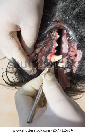 The vet is treating gingivitis in the open mouth of the Big Black Schnauzer dog under anesthesia.