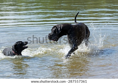 Black Great Dane and a small black dog are playing in the water.
