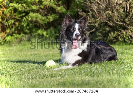 Border collie is lying on the lawn. Yellow ball (toy)  is lying in front of the dog. Dog is looking to the right of the camera.