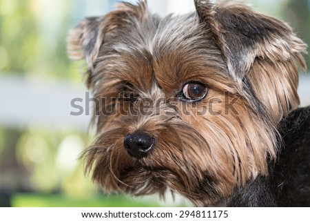 Closeup portrait of the yorkshire terrier. Slightly side view. The dog is looking a little sideways to the camera.