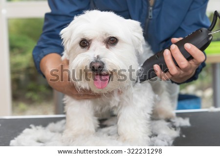 The white Maltese dog is trimming by electric razor by female groomer. Dog is looking to the camera.