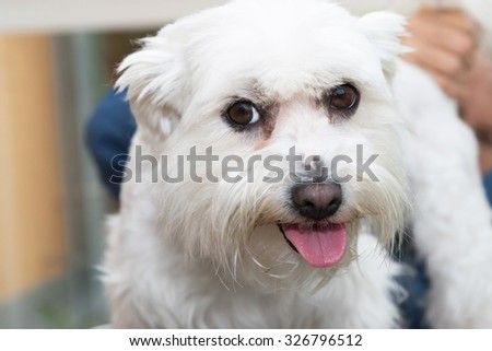 The cute white Maltese dog is combing by female groomer and is looking to the camera.