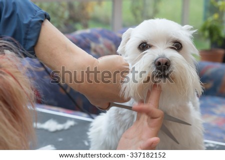 Grooming the head of a white Maltese dog with scissors. The dog is looking at the camera.
