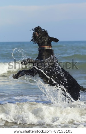 Big Black Schnauzer Dog jumps in the ocean waves on the coast