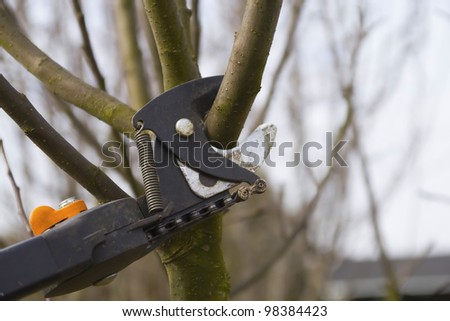 Pruning fruit trees by pruning shears. Detailed view of shears. Horizontally.