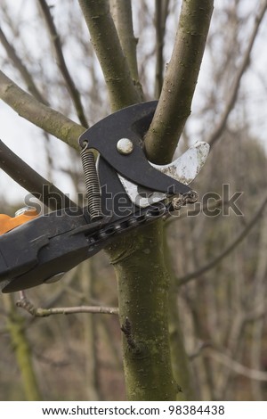 Pruning fruit trees by pruning shears. Detailed view of shears. Vertically.