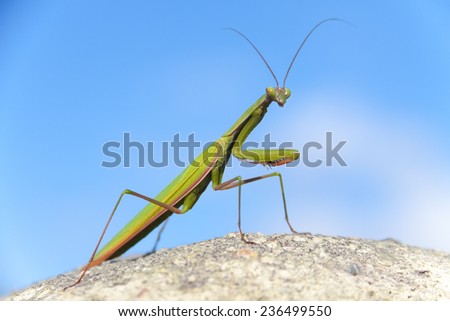 Close-up of a praying mantis posing over a stone wall and looking to front.