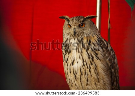 Eagle Owl (Bubo Bubo) watching in front of a red curtain before the exhibition.