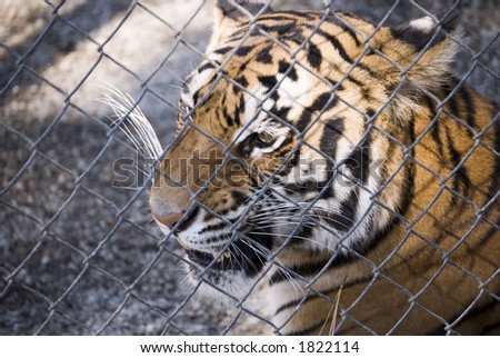 Bengal tiger close-up behind fence