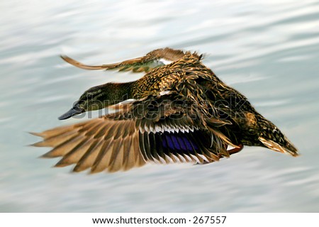 Female duck in flight coming in to land