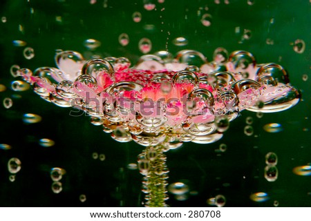 Flower submerged in carbonated water