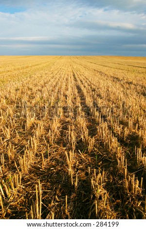 Converging lines on a stubble wheat field