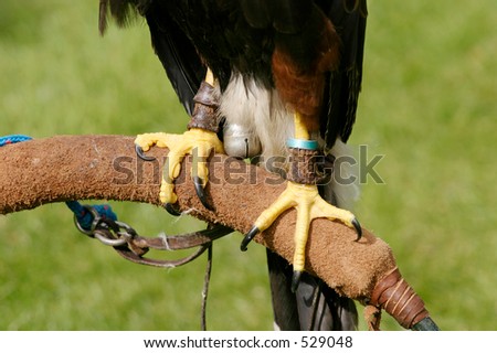 Captive bird of prey talons in a jesse