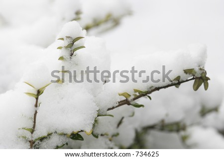 Snow covered plant in winter