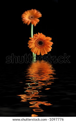 Two gerbera against a black background reflected in a dark lake of water
