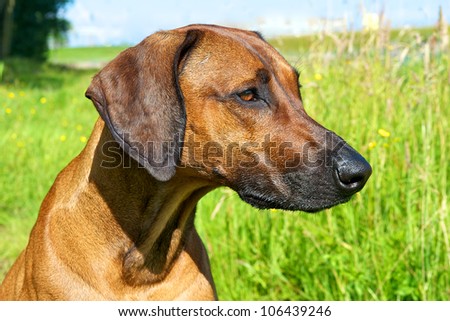headshot brown dog in the sun