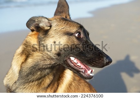 belgian shepherd dog head