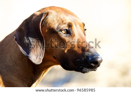 headshot dog rhodesian ridgeback with sleepy eyes