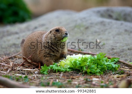 prairie dog eating lettuce