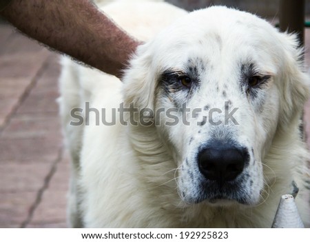 big white dog breed alabai is good