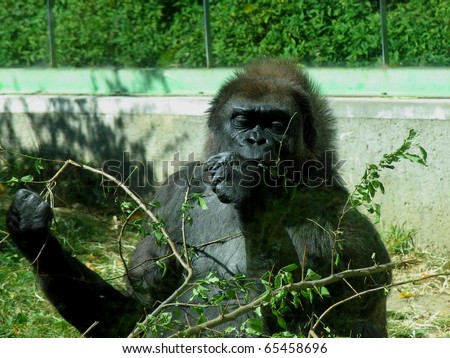 Czech beauty, gorilla in Zlin zoo park