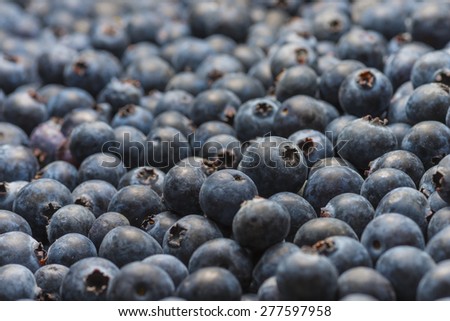 Organic Florida blueberries fresh farm picked natural healthy fruit produce background macro