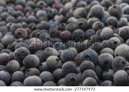 Organic Florida blueberries fresh farm picked natural healthy fruit produce frozen cold background macro