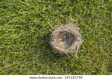 Empty Nest bird abandon home