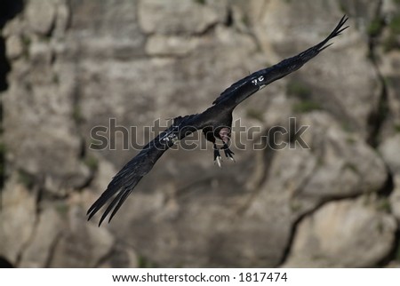 California+condor+flying