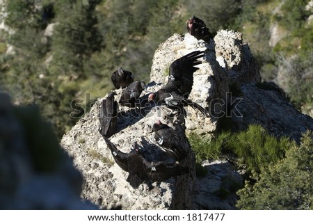 California+condor+flying