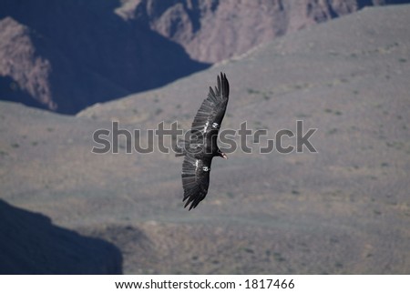 California+condor+flying