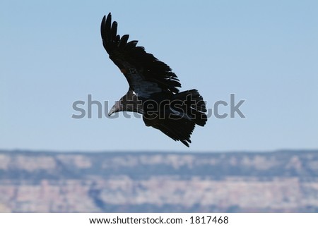 California+condor+flying