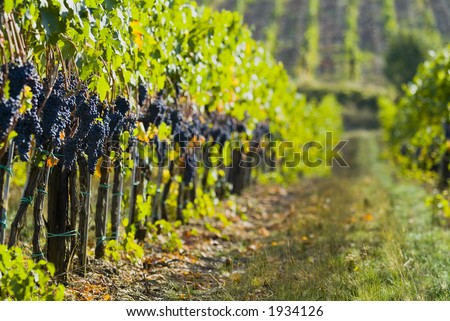 Lush ripe grapes on the vine 88