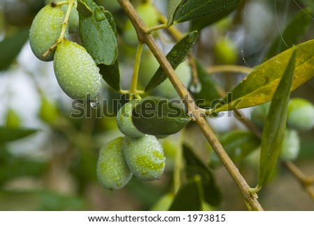 Plump Italian Olives on the tree 01. See more in my portfolio