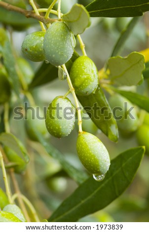 Plump Italian Olives on the tree 25. See more in my portfolio