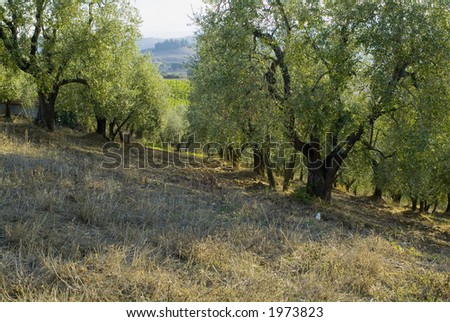 Plump Italian olive tree landscape 09. See more in my portfolio