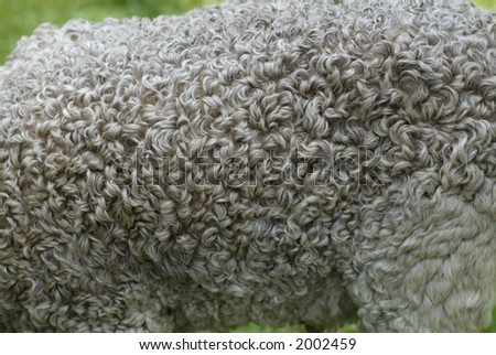 Sheep coat wool close up