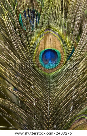 Bright blue green peacock bird feathers