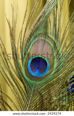 Bright blue green peacock bird feathers