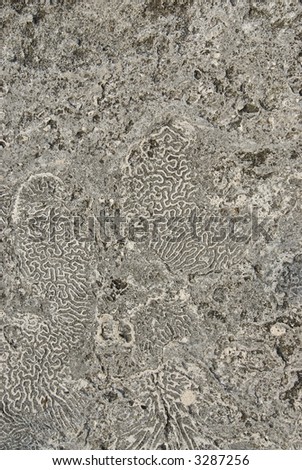 Sea coral background fossil ocean texture -- series 04